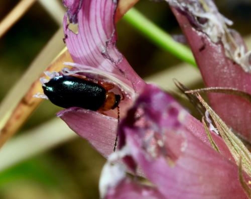 Luperus pyrenaeus